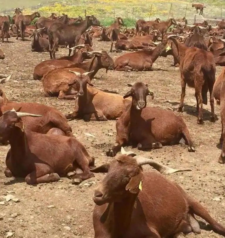 Europa ya reconoce al ‘Cabrito de Extremadura’