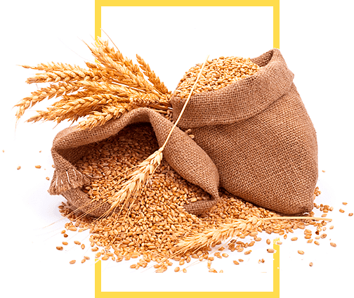 Todocampo 365