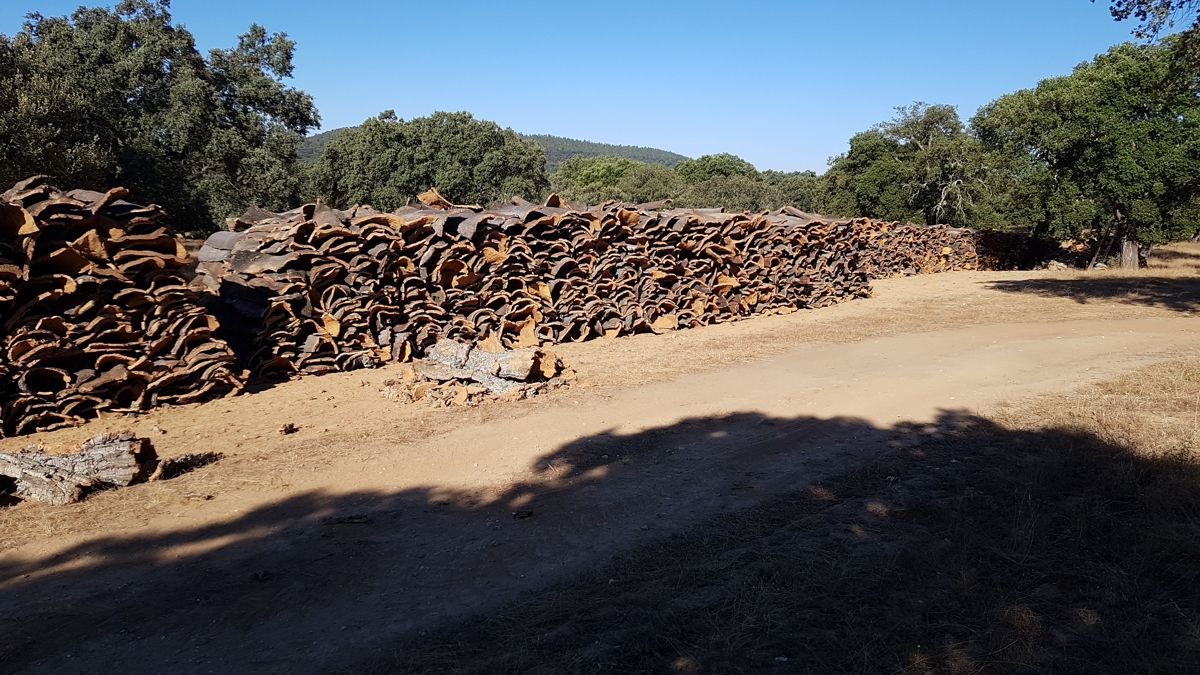 Gestión de recursos forestales y cinegéticos